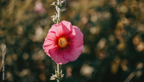 Vibrant pink hollyhock flower thriving in its natural habitat with a close-up view and focused detail on the bloom.