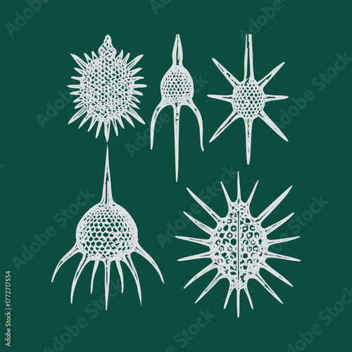 Collection of five detailed radiolarian microscopic organisms