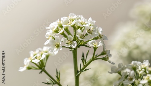Coriander flowers blooming in summer, adding a vibrant touch to gardens