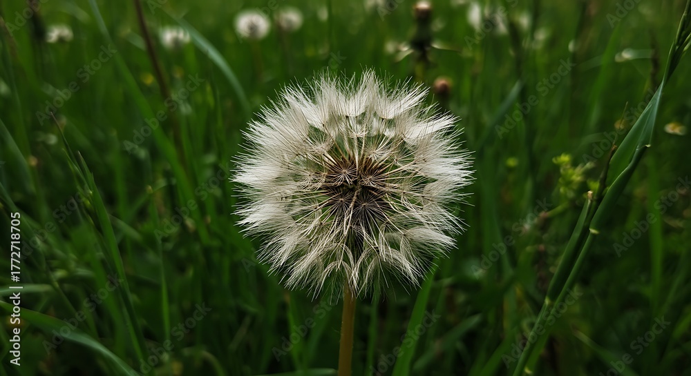 Fototapeta premium Close-up of a dandelion puffball amidst green grass, blurred background