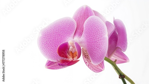 Bright pink orchid decoration isolated on a white backdrop, suitable for editorial design