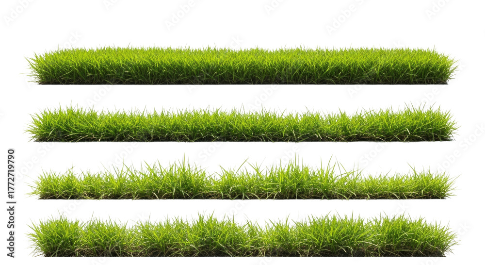 Fototapeta premium Four rows of lush green grass transparent background cutout png