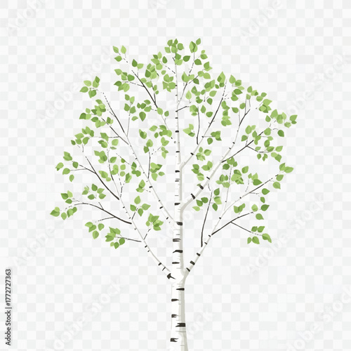 a birch tree known for its white bark and fine green canopy