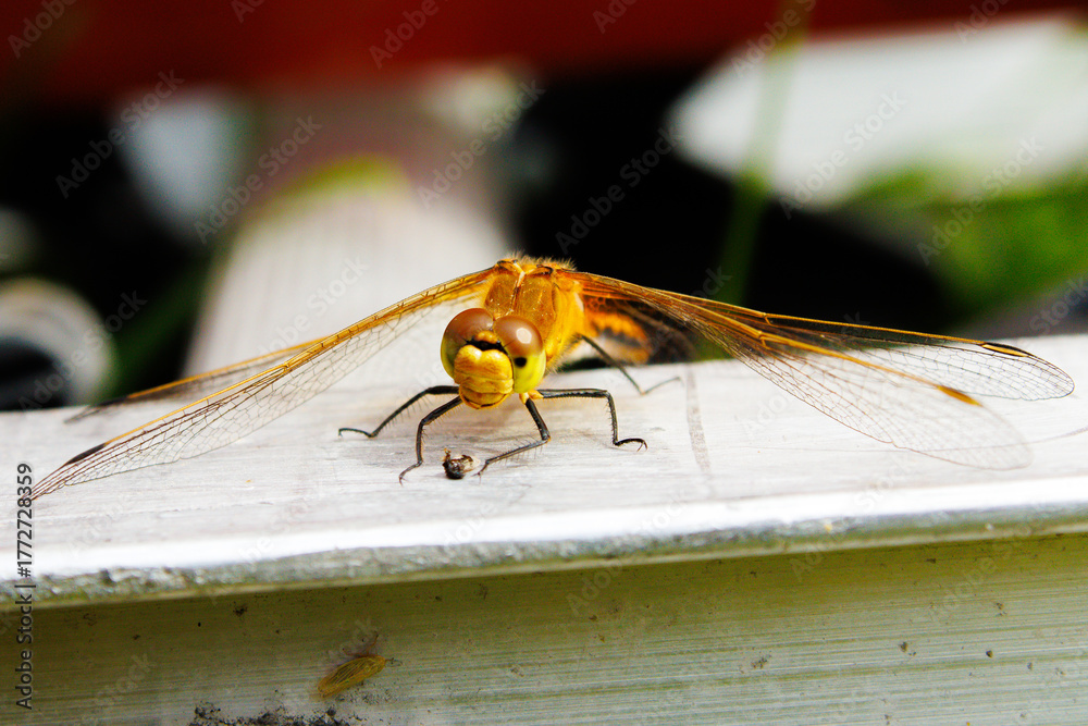 Naklejka premium Dragonfly closeup