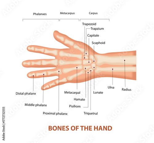 Bones of the Human Hand Anatomy Diagram – Labeled Skeletal Structure Illustration