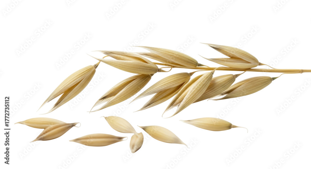 Naklejka premium Oat spike with grains transparent background cutout png