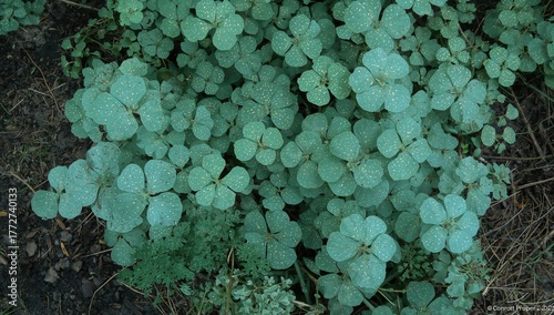 Hydrocotyle verticillata is distinct from its more prevalent counterpart by having entire leaves resembling small umbrellas