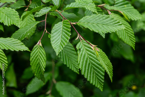 European hornbeam leaves showcase their distinct toothed edges and vibrant green color during mid-spring in a lush forest setting