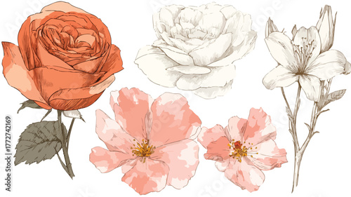 Exquisite Collection of Flowers Featuring a Beautiful Rose, Ideal for Designs