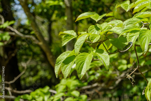 新緑に輝く柿の若葉のクローズアップ