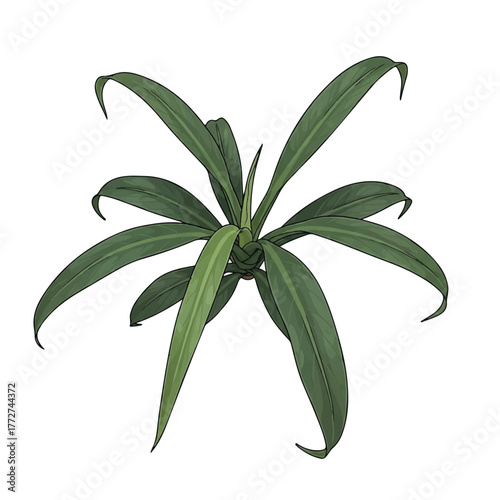 Philodendron spiritus-sancti, a rare tropical species with long narrow leaves and elegant form