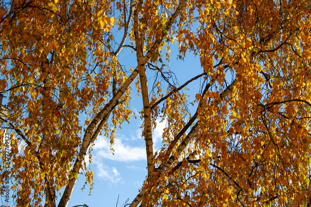 Fototapeta premium autumn leaves against blue sky