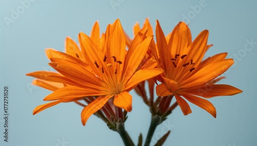 Bright orange Alstroemeria blossoms set against a vivid blue background, close-up view of the blooms.