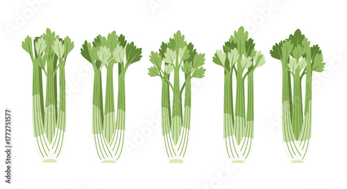 Collection of flat fresh celery stalks in various arrangements on white