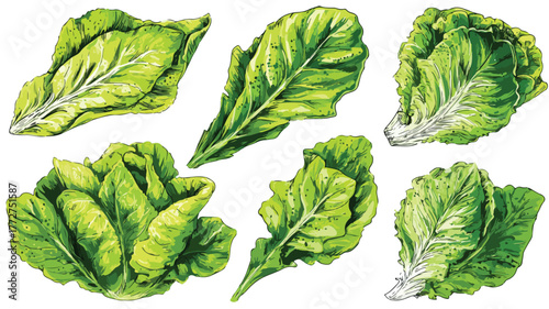 Vibrant Fresh Green Salad Leaves Cooking Vector Set with Outlines