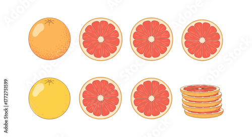 Citrus fruit set with sliced grapefruit and orange in flat design