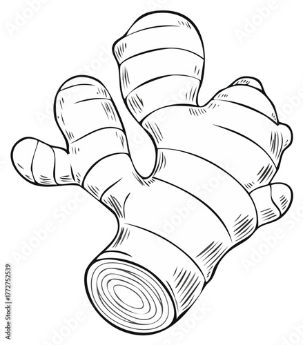 Detailed Black and White Hand Drawn Ginger Root Outline Illustration
