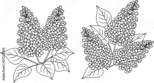 Delicate line art illustrations of blooming lilac branches with leaves
