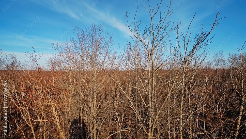 Fototapeta premium Aerial view of a bare autumn forest, showcasing the stark beauty of seasonal change