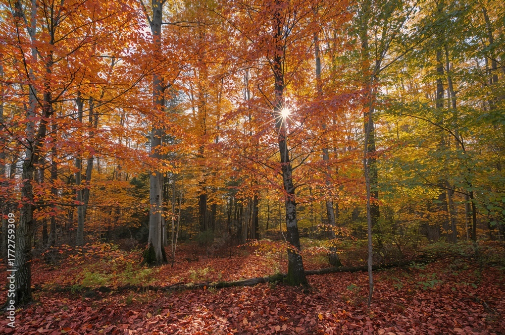 Fototapeta premium Vibrant fall foliage creating a beautiful natural scenery with trees and sunlight