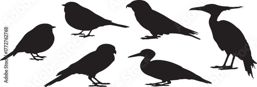 Set of diverse flying birds vector illustration with various species in natural poses