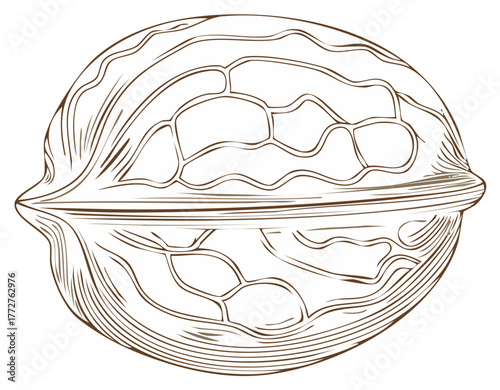 Whole walnut illustration in line art style showing texture and internal shape