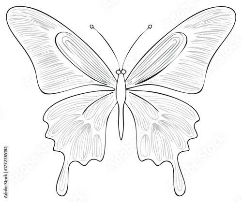 Detailed Butterfly Illustration with Grey and Black Lines on a White Backdrop