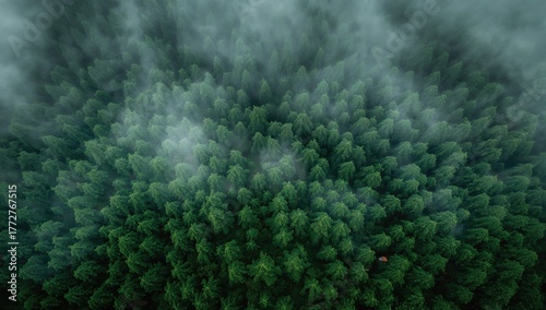 Aerial view of a dense gree...