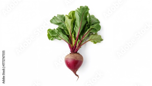 Fresh sugar beet with leave...