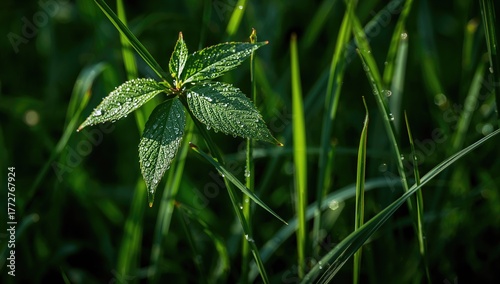 Dew-covered leaves on a lus...
