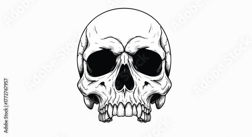 A detailed line art illustration of a human skull on a white background