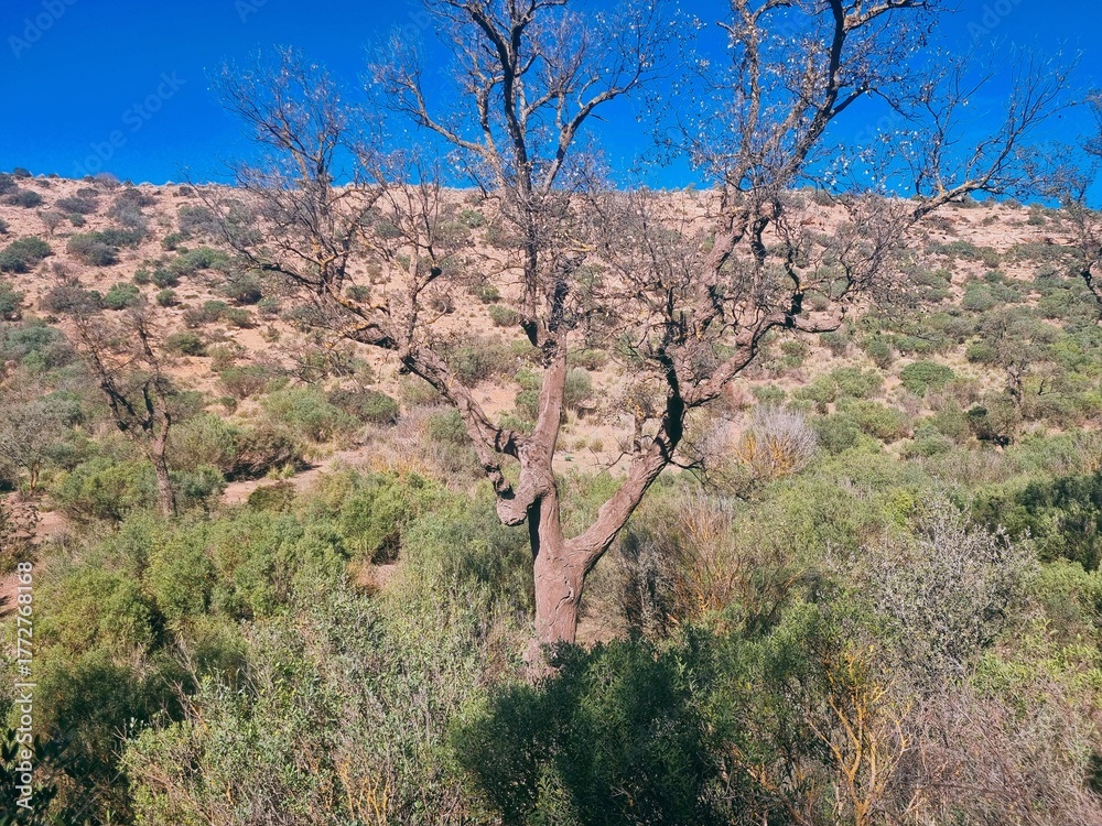 Fototapeta premium A forest in a dry, mountainous environment with leafless shrubs.