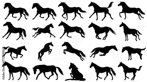 Equine, stallion, mare, foal, colt, filly, pony, thoroughbred, quarter horse, paint horse, appaloosa, arabian, mustang, breed, pedigree, stable, barn, corral, pasture, field, mane, tail, coat, hooves