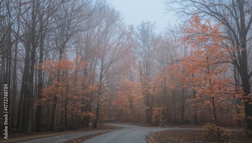 Foggy autumn park scene wit...
