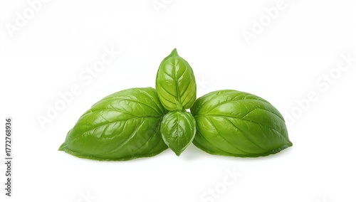 Basil leaves, vibrant green...