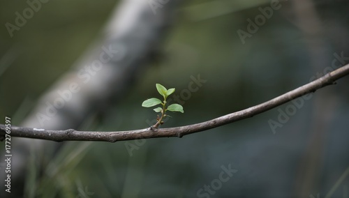 A tiny green sprout emerges...