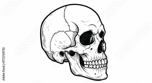 Black and white vector illustration of a human skull in an engraving style