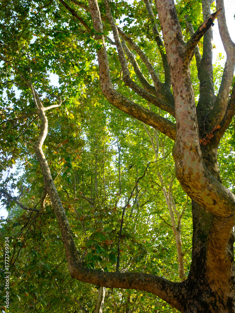 Fototapeta premium Trees in October along corso Sempione, Milan, Italy