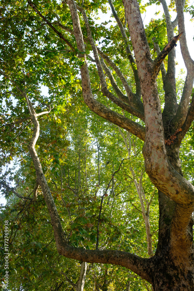 Naklejka premium Trees in October along corso Sempione, Milan, Italy