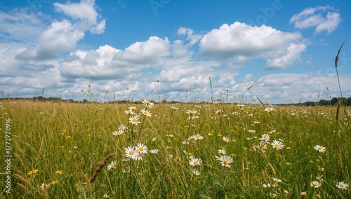 Numerous wild daisies scatt...