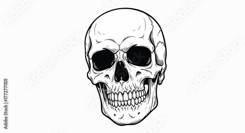 Detailed line drawing of a human skull. This black and white illustration emphasizes the anatomical details