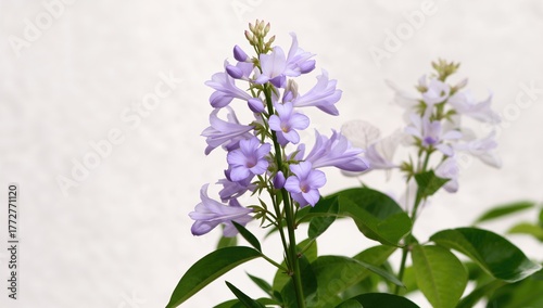 The delicate light purple b...