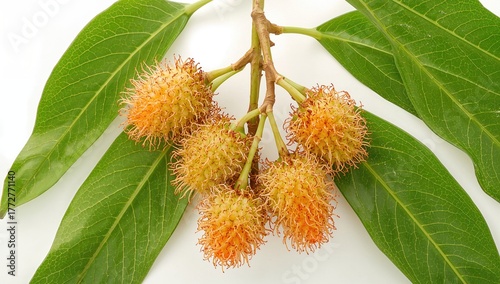 Fresh longan fruit with lea...
