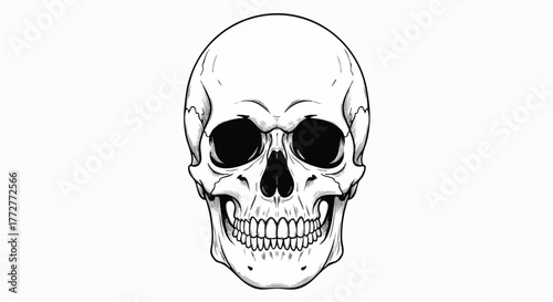 Illustration of a human skull on a white background. Graphic skull art is a detailed anatomical representation