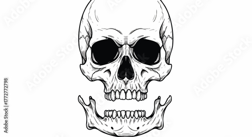 Illustration of a skull with open jaw, hand-drawn in a vector style. Concept for Halloween, horror, or medical illustration, anatomy projects