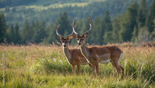 Two juvenile deer spotted f...