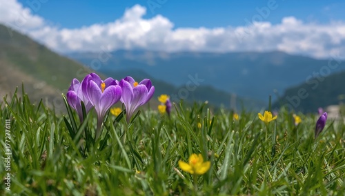 Fresh Crocuses Bloom in Mou...