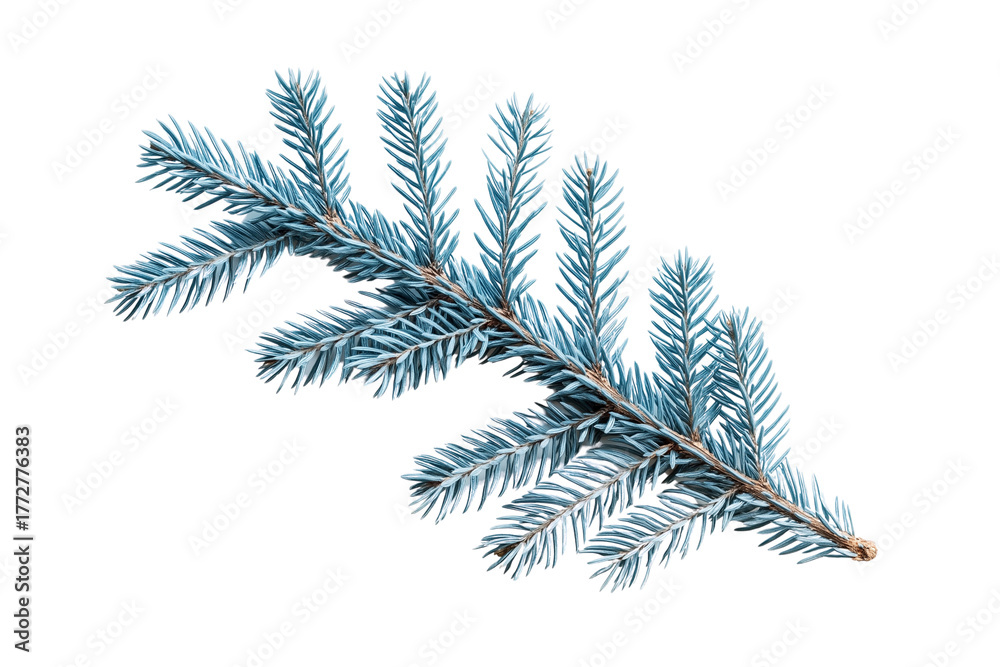 Naklejka premium Blue Evergreen Branch Christmas Decoration, Isolated on Transparent Background