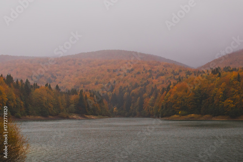 Autumn in the forest