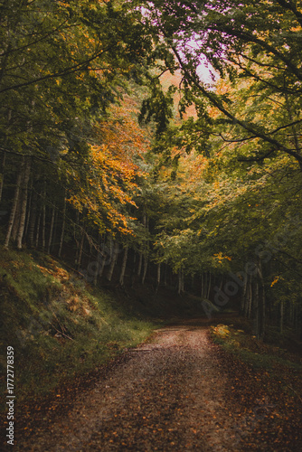 Autumn in the forest